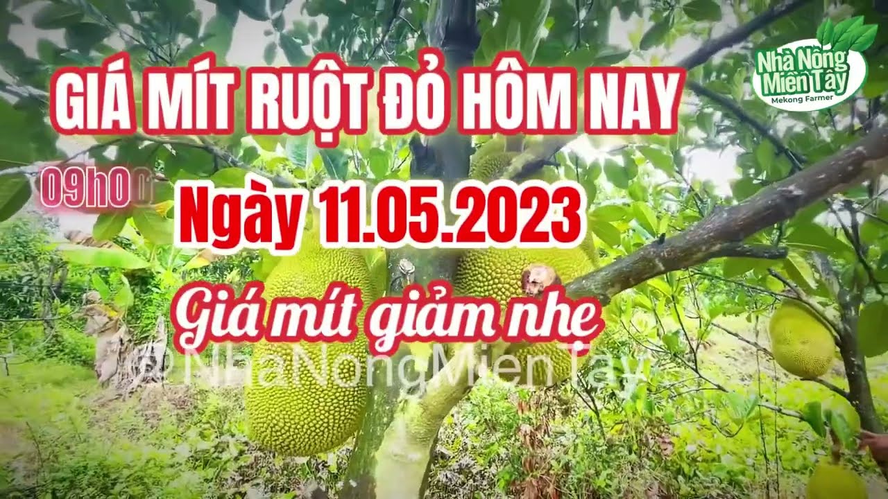 red-fleshed jackfruit prices today