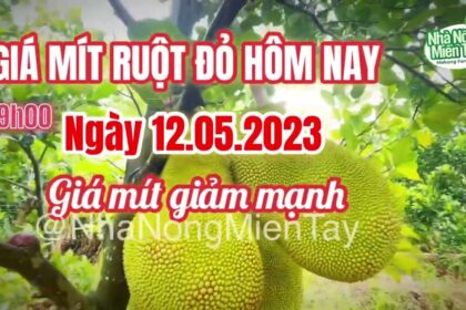 red-fleshed jackfruit prices today