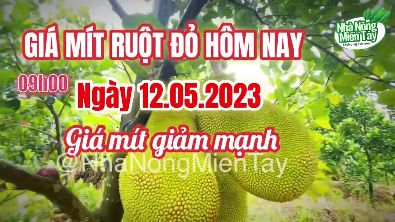 red-fleshed jackfruit prices today