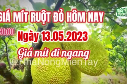 red-fleshed jackfruit prices today