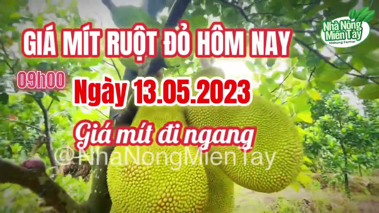 red-fleshed jackfruit prices today
