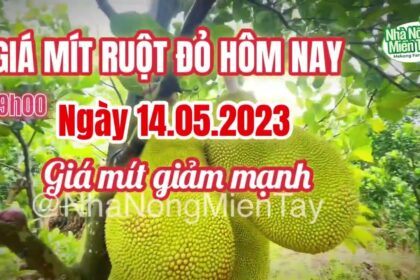 Thai jackfruit prices today