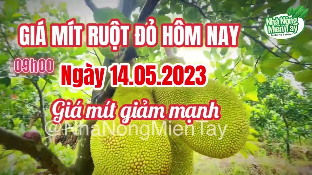 Thai jackfruit prices today