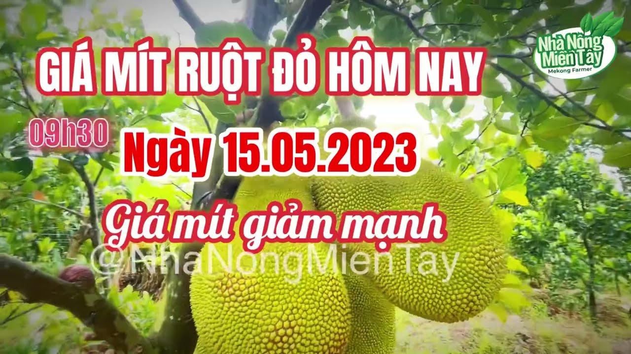 red-fleshed jackfruit prices today