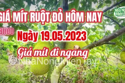 red-fleshed jackfruit prices today