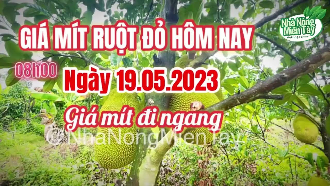 red-fleshed jackfruit prices today