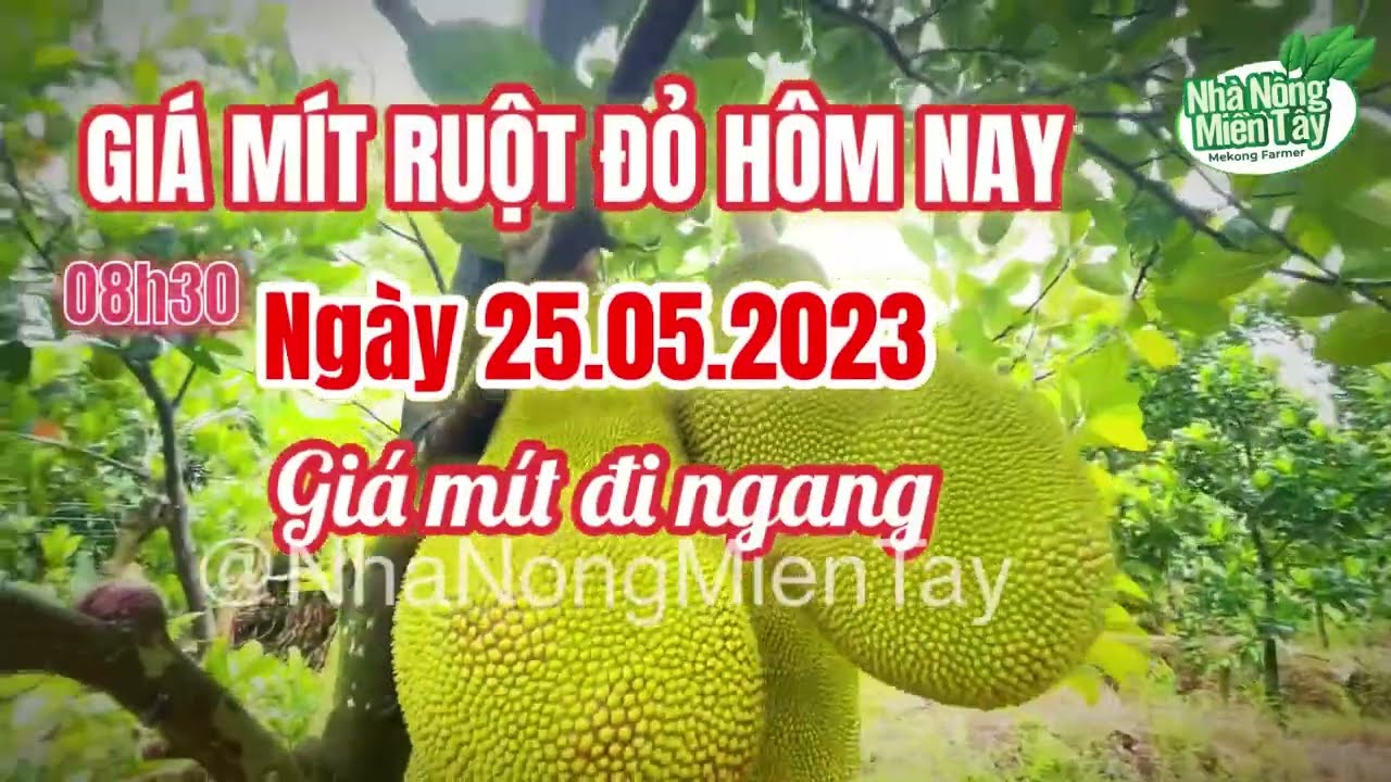 red-fleshed jackfruit prices today