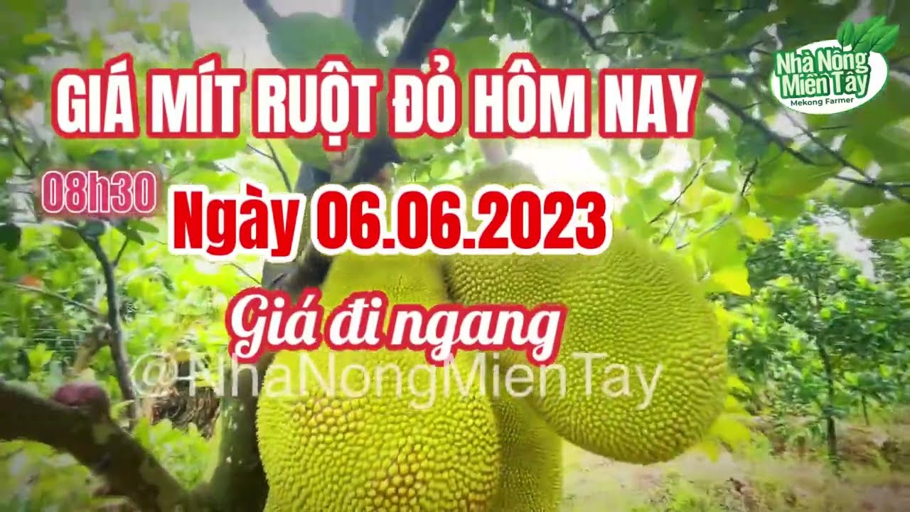 red-fleshed jackfruit prices today
