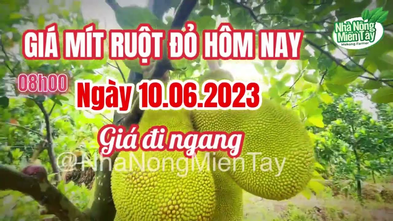 red-fleshed jackfruit prices today