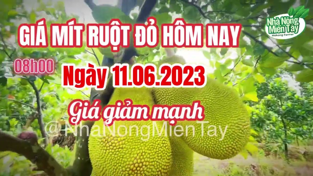 red-fleshed jackfruit prices today