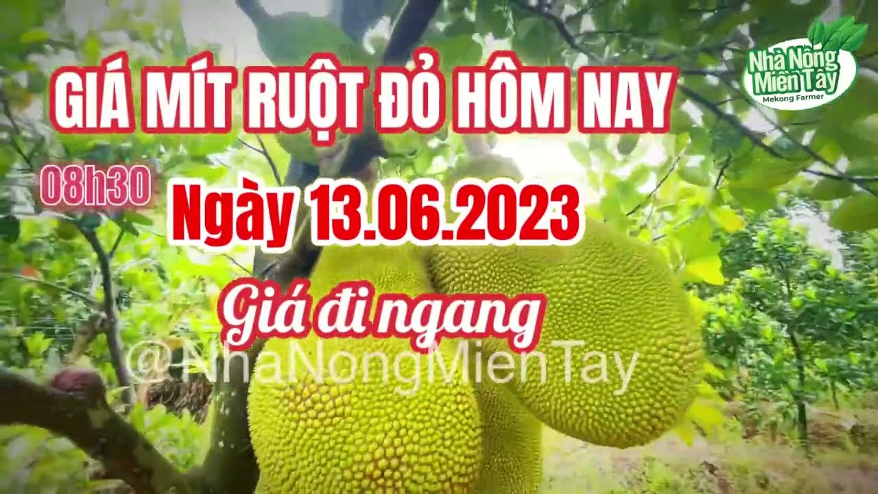 red-fleshed jackfruit prices today