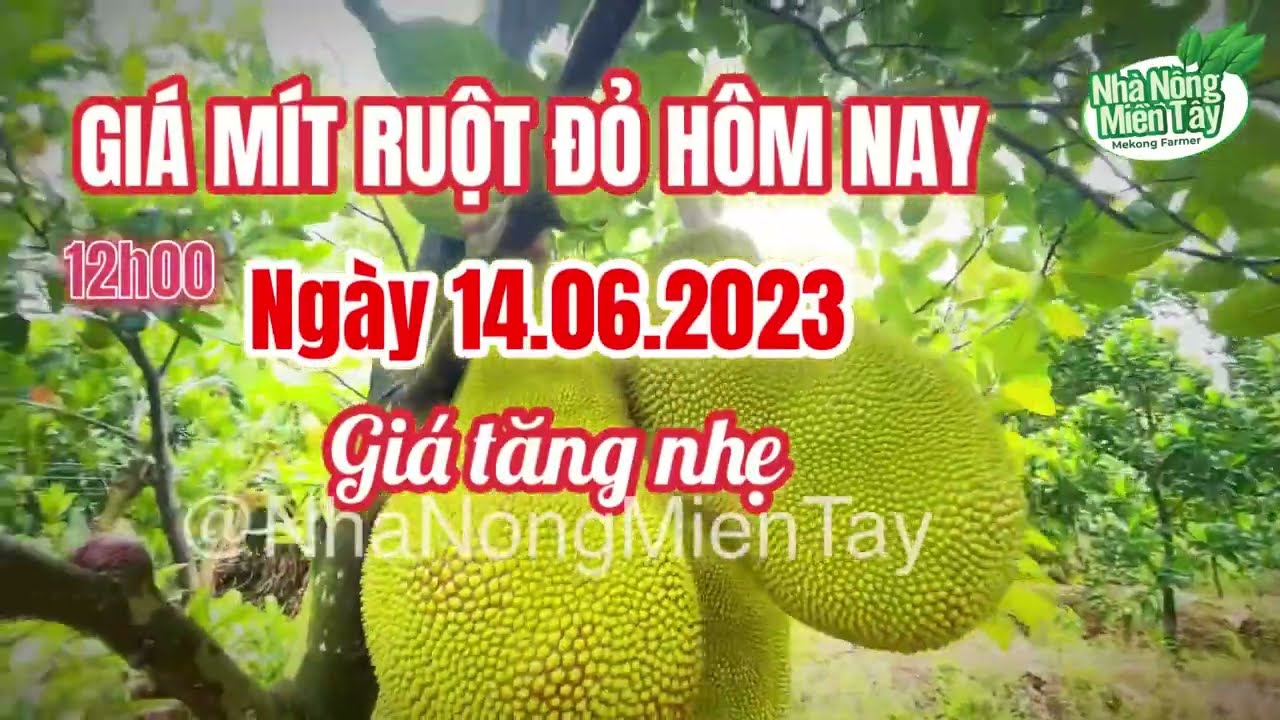 red-fleshed jackfruit prices today