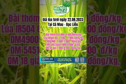 Rice prices