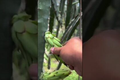 dragon fruit farming