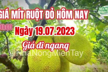 red-fleshed jackfruit prices today