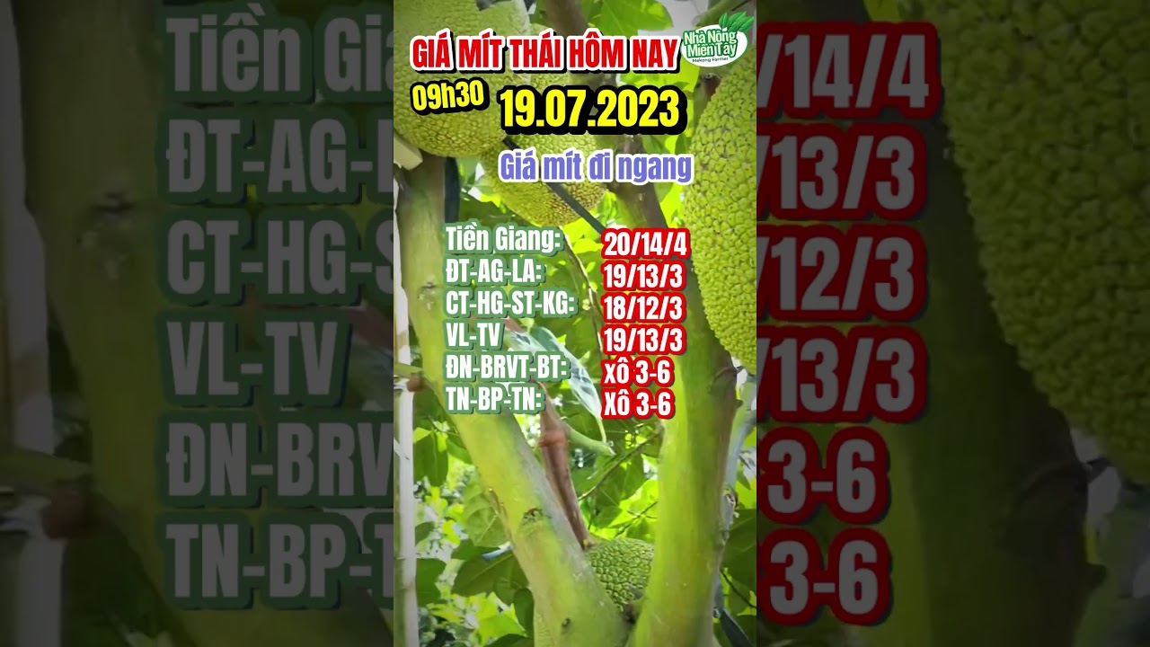 Thai jackfruit prices today