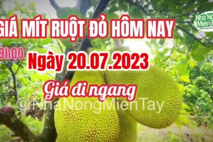 red-fleshed jackfruit prices today