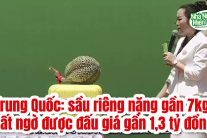 Durian prices