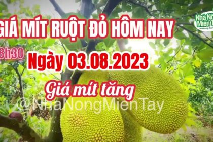 red-fleshed jackfruit prices today