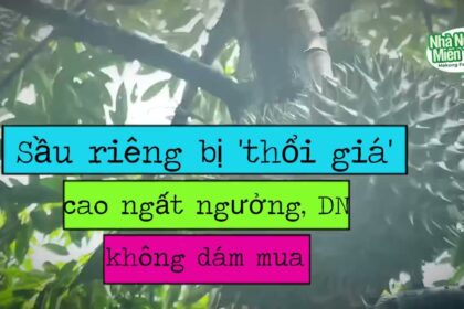 Durian prices