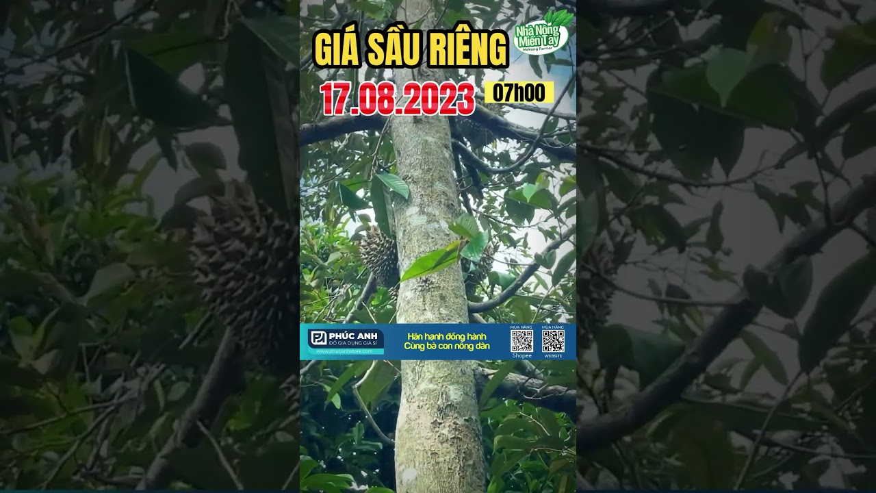 durian prices today