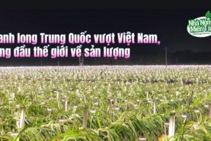 Dragon Fruit news