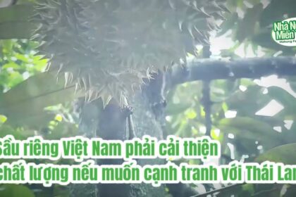Durian news