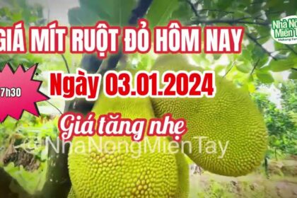 red-fleshed jackfruit prices today
