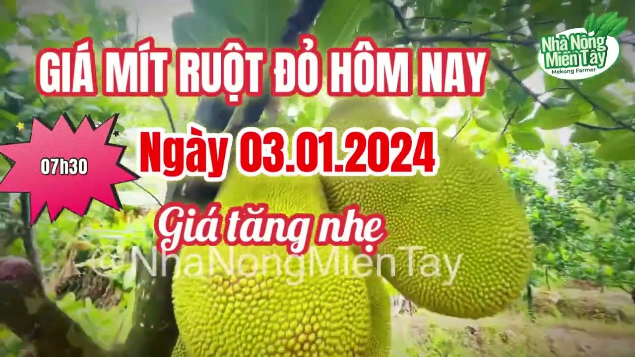 red-fleshed jackfruit prices today