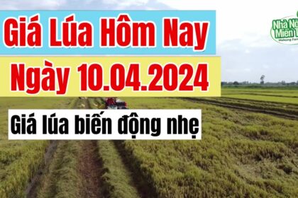 rice and paddy prices today