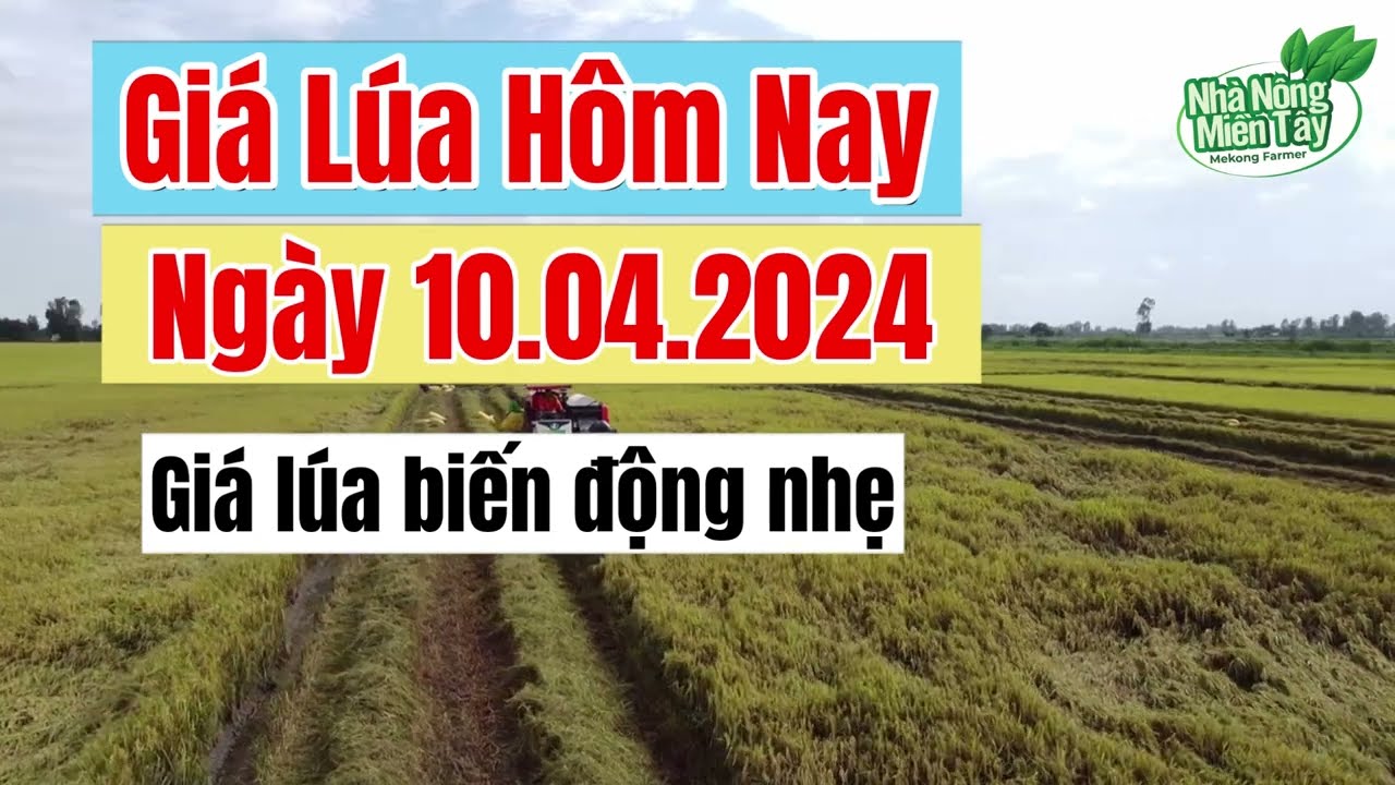 rice and paddy prices today