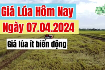 rice and paddy prices today
