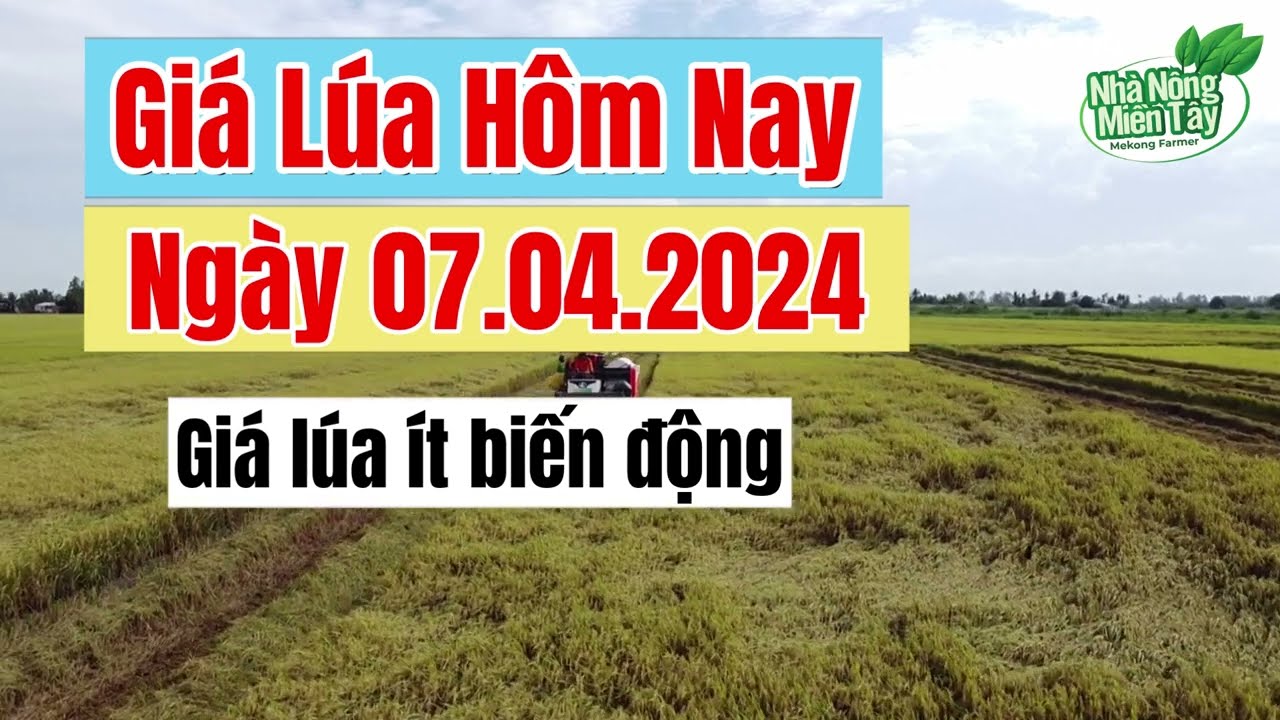rice and paddy prices today