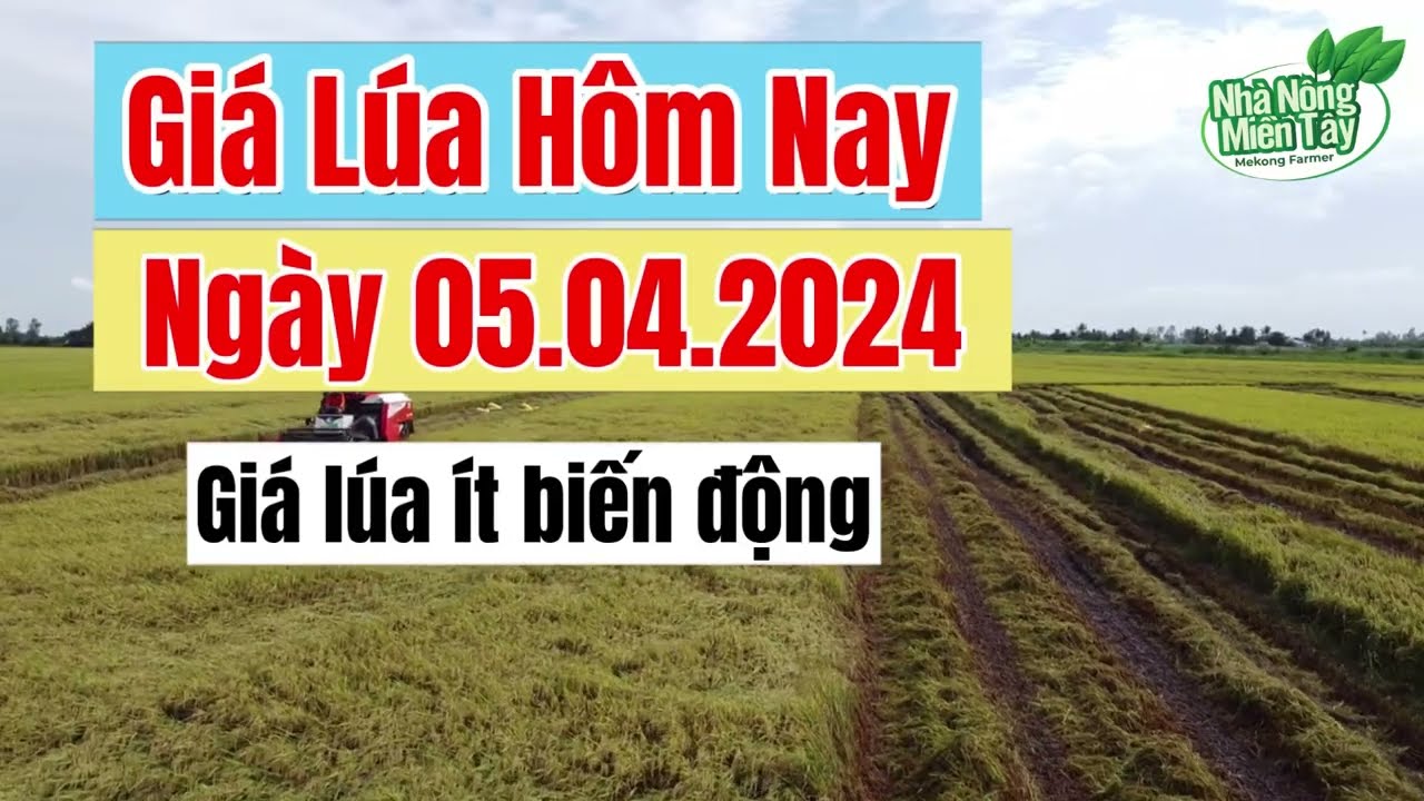 rice and paddy prices today