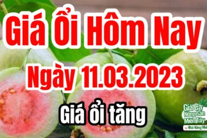 guava price March 11, 2023