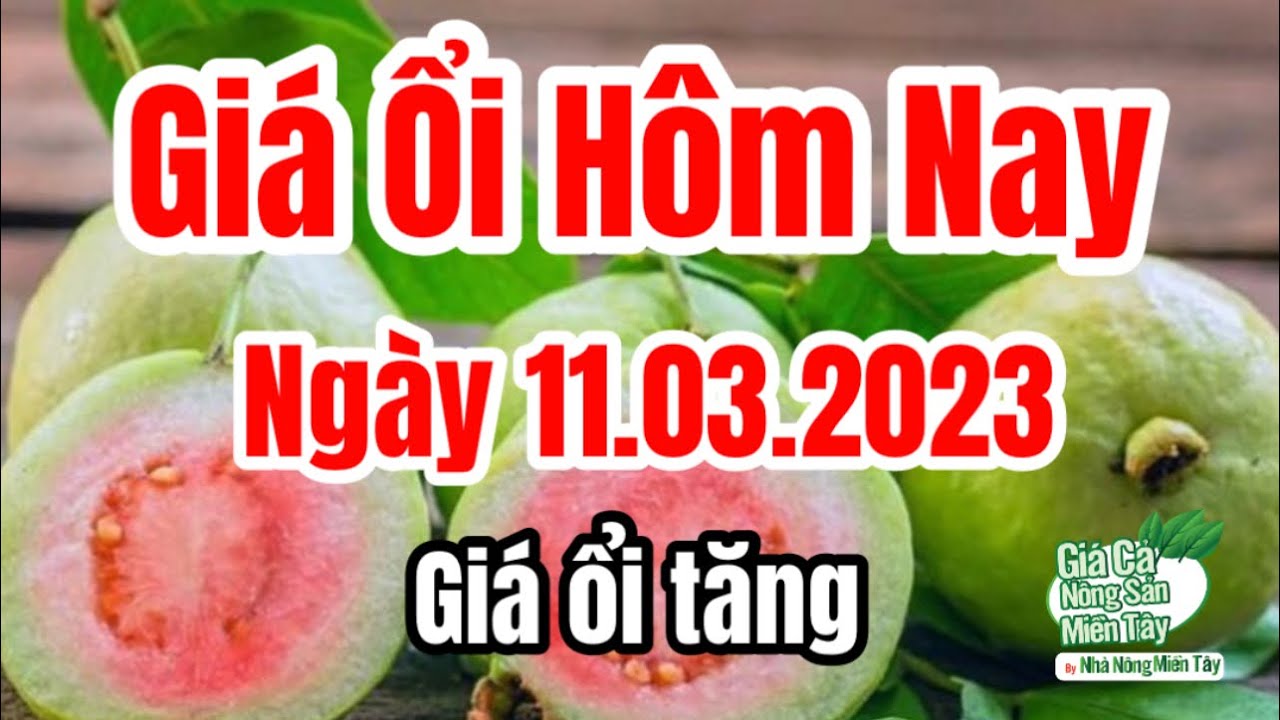 guava price March 11, 2023