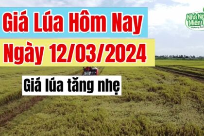 rice and paddy prices today