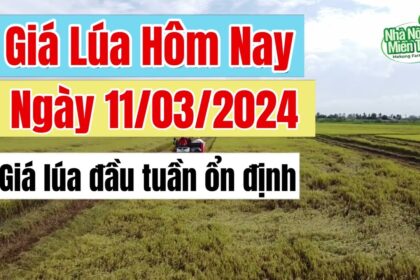 rice and paddy prices today