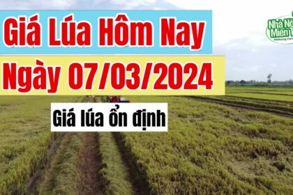 rice and paddy prices today