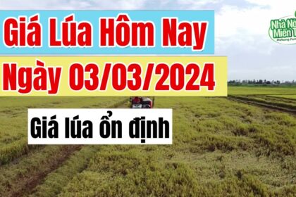 rice and paddy prices today