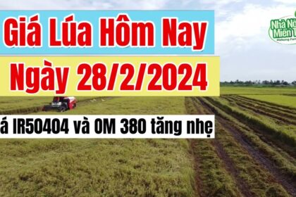 rice and paddy prices today