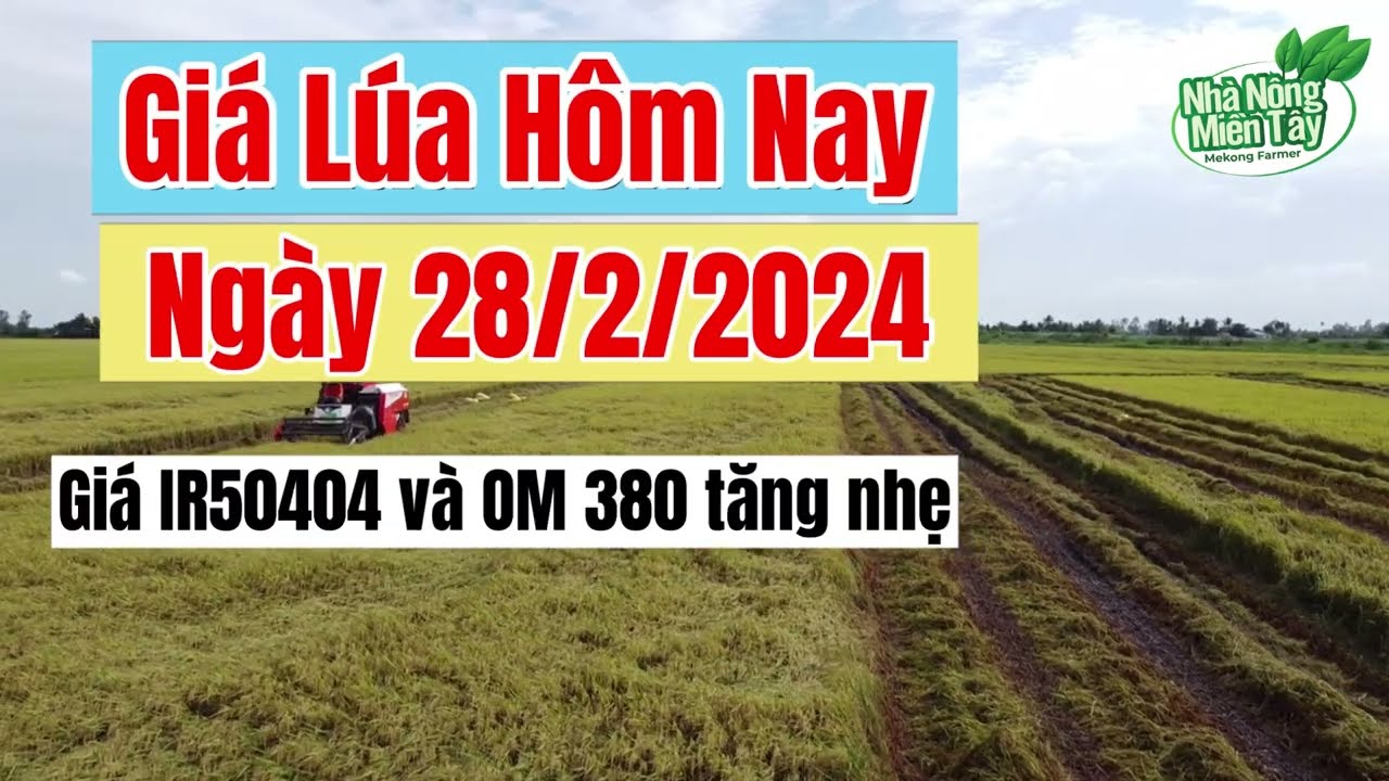 rice and paddy prices today