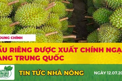 Durian prices