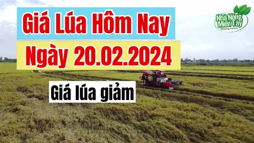 rice and paddy prices today
