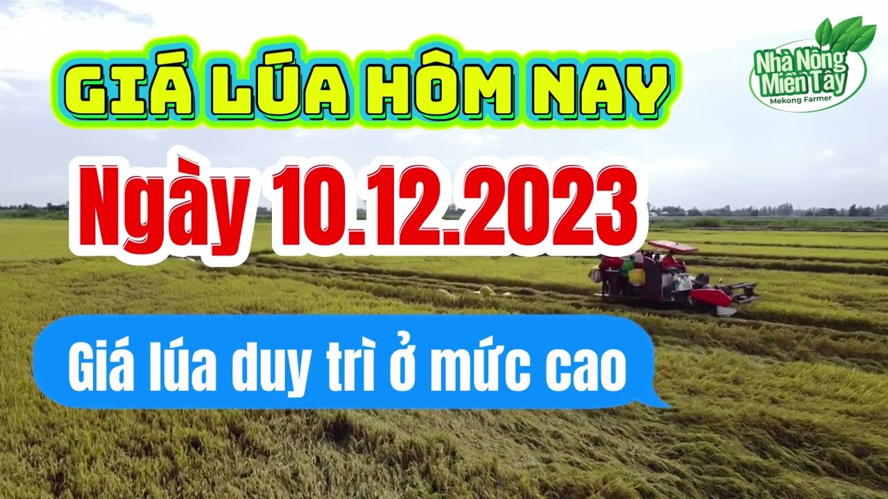 rice and paddy prices today