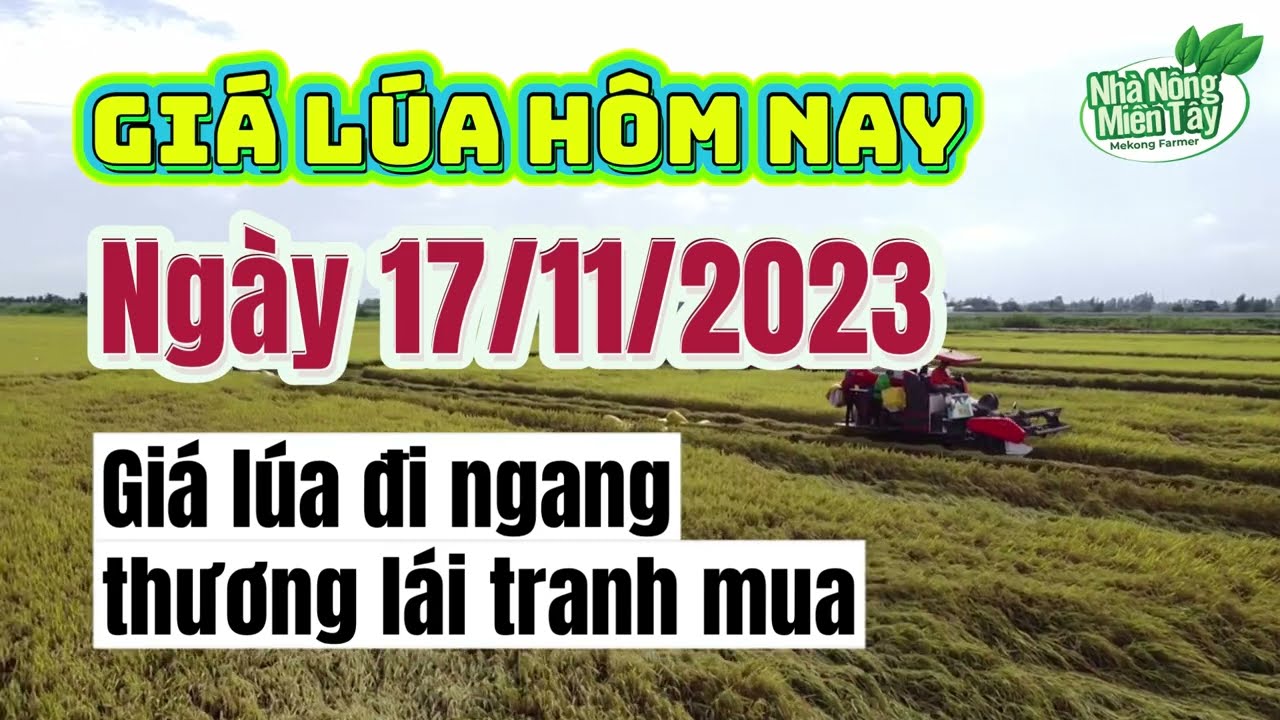 rice and paddy prices today