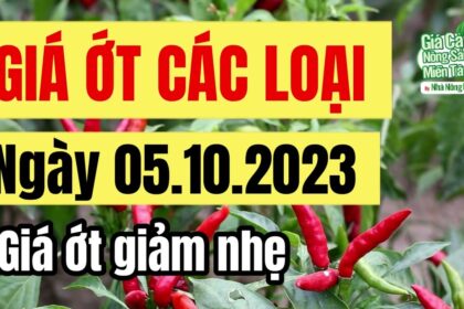 chili price October 5, 2023
