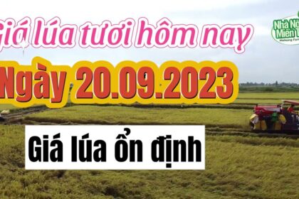 rice and paddy prices today