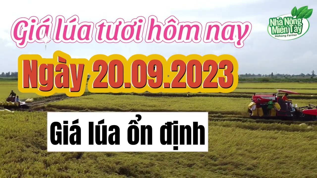 rice and paddy prices today