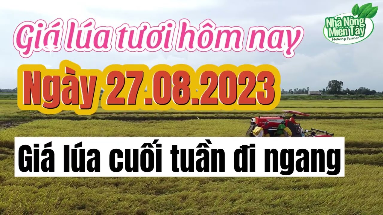 rice and paddy prices today